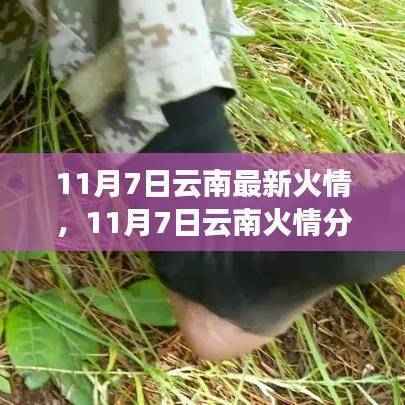 云南火情最新动态，专家深度分析观点阐述