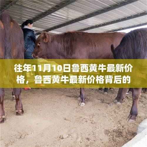 鲁西黄牛最新价格揭秘,励志故事背后的变化与梦想成就之路