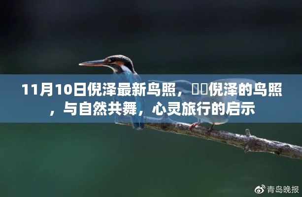 倪泽最新鸟照,与自然共舞的心灵启示