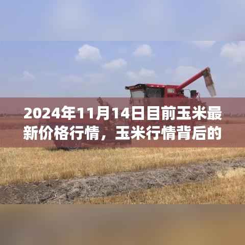 玉米行情背后的励志故事,自信闪耀的学习与成长之路
