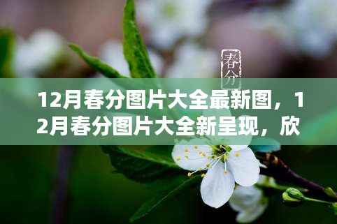 12月春分图片大全新呈现,欣赏季节之美的瞬间