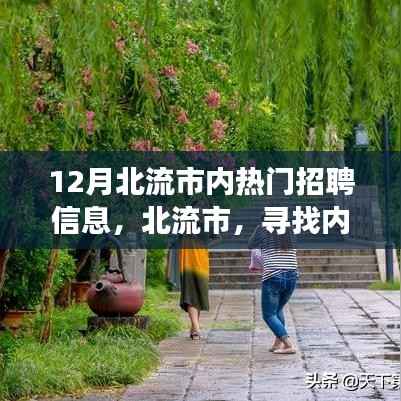 北流市十二月热门招聘信息揭秘,寻找内心的宁静之旅