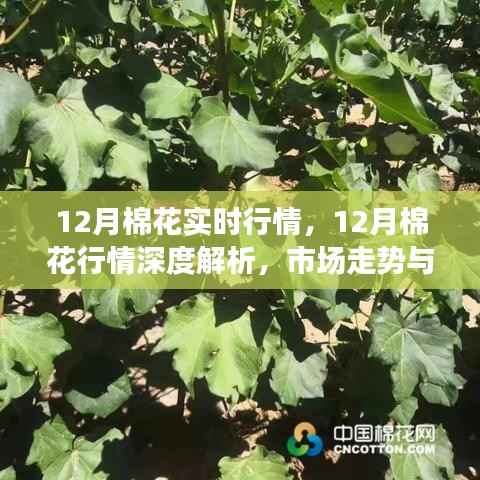 深度解析，12月棉花行情实时走势与市场观点探讨