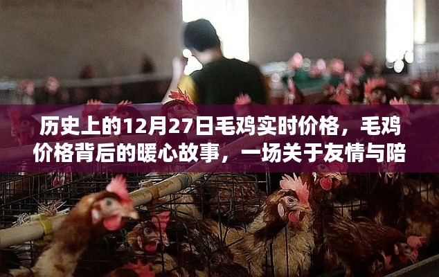 毛鸡价格背后的暖心故事,友情与陪伴的温馨旅程在历史上的今天——毛鸡实时价格记录与故事分享