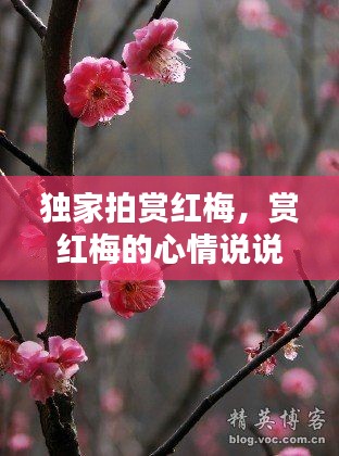 独家拍赏红梅，赏红梅的心情说说 