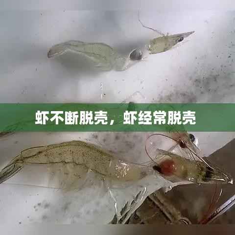 虾不断脱壳,虾经常脱壳