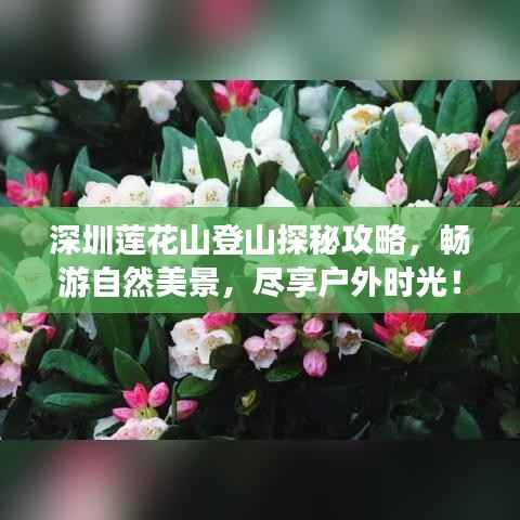 深圳莲花山登山探秘攻略,畅游自然美景,尽享户外时光!