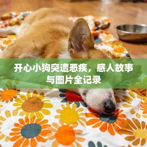 开心小狗突遭恶疾,感人故事与图片全记录
